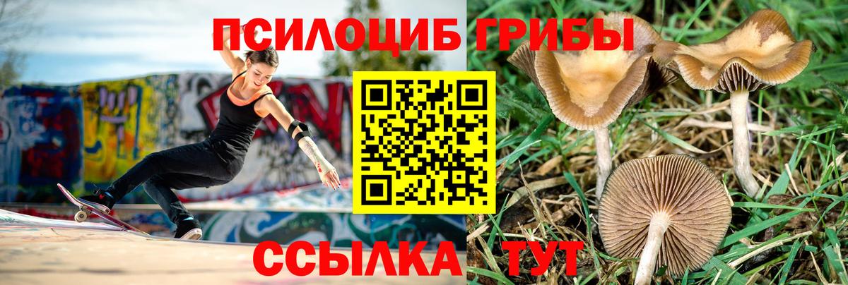 Галлюциногенные грибы мухоморы  Вход с VPN  Чистополь  закладка  Псилоцибиновые грибы GOLDEN TEACHER 